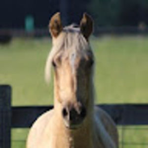 Meet your Posher, Bj